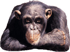 Logo tímu