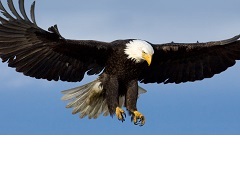 Ekipni logotip Eagle